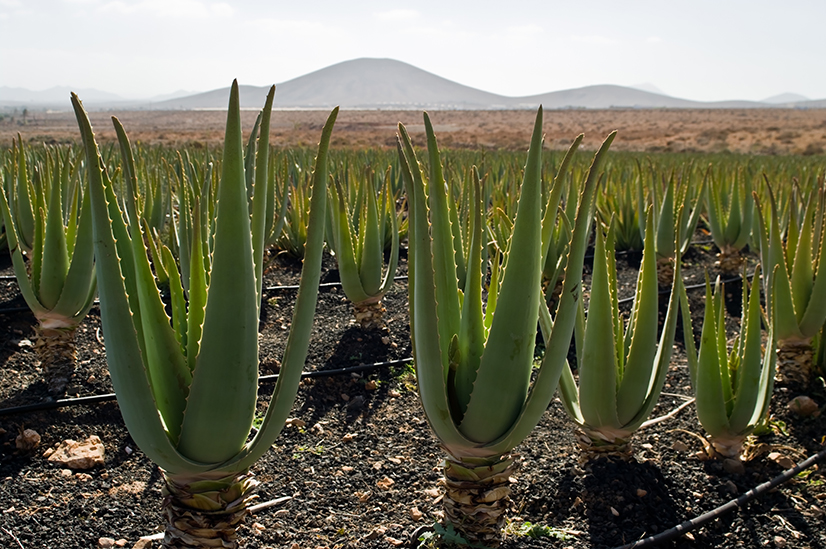 Aloe Vera planten Udødelighetens plante