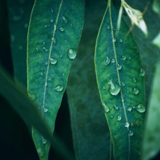 100% Pre soy wax candle Forest Rain inneholder eteriske oljer av furu, sedertre og eukalyptus for en skarp og forfriskende atmosfære.