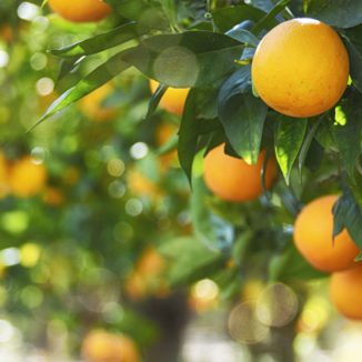 Citrus Grove inneholder eteriske oljer fra sitron, grapefrukt og mandariner for en energigivende og oppløftende atmosfære.